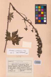 Aconitum lycoctonum subsp. moldavicum (Hacq.) Jalas, Eastern Europe (no precise locality) (E0)