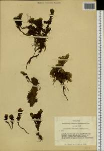 Potentilla tetrandra (Bunge) Bunge ex Hook. fil., Siberia, Altai & Sayany Mountains (S2) (Russia)