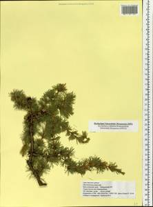 Larix gmelinii var. gmelinii, Siberia, Central Siberia (S3) (Russia)
