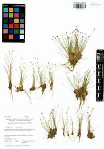 Eleocharis acicularis (L.) Roem. & Schult., Siberia, Baikal & Transbaikal region (S4) (Russia)