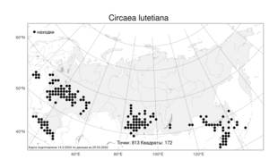 Circaea lutetiana L., Atlas of the Russian Flora (FLORUS) (Russia)