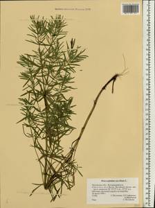 Dracocephalum ruyschiana L., Eastern Europe, Central forest-and-steppe region (E6) (Russia)