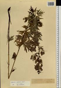Aconitum volubile Pall., Siberia, Western (Kazakhstan) Altai Mountains (S2a) (Kazakhstan)