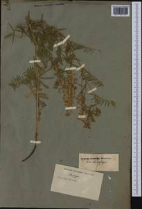 Vicia tenuifolia Roth, Western Europe (EUR) (Not classified)