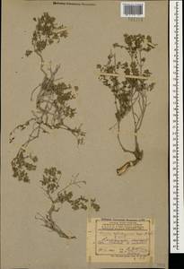 Thymus kotschyanus Boiss. & Hohen., Caucasus, Azerbaijan (K6) (Azerbaijan)