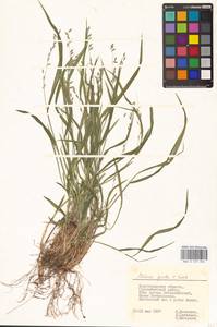Melica picta K.Koch, Eastern Europe, Lower Volga region (E9) (Russia)