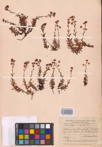 Saxifraga aizoides L., Eastern Europe, Northern region (E1) (Russia)