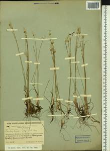 Trichophorum alpinum (L.) Pers., Siberia, Russian Far East (S6) (Russia)