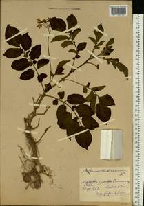 Solanum tuberosum L., Eastern Europe, Moscow region (E4a) (Russia)