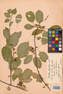 Celastrus flagellaris Rupr., Siberia, Russian Far East (S6) (Russia)