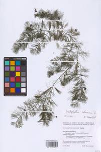 Ceratophyllum submersum L., Eastern Europe, Central forest-and-steppe region (E6) (Russia)