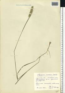 Agropyron cristatum (L.) Gaertn., Eastern Europe, North Ukrainian region (E11) (Ukraine)
