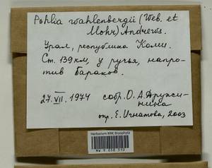 Pohlia wahlenbergii (F. Weber & D. Mohr) A.L. Andrews, Bryophytes, Bryophytes - European North East (B7) (Russia)