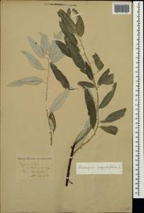 Elaeagnus angustifolia L., Crimea (KRYM) (Russia)