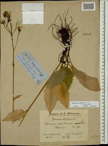 Hieracium subpellucidum (Norrl.) Norrl., Eastern Europe, Central forest region (E5) (Russia)