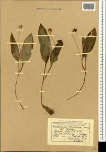 Erythronium caucasicum Woronow, Caucasus, Krasnodar Krai & Adygea (K1a) (Russia)