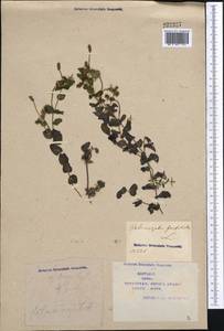 Potamogeton perfoliatus L., Middle Asia, Syr-Darian deserts & Kyzylkum (M7) (Kazakhstan)
