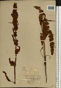 Rumex longifolius DC., Eastern Europe, North-Western region (E2) (Russia)