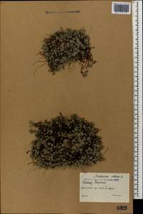 Androsace villosa L., Caucasus, Stavropol Krai, Karachay-Cherkessia & Kabardino-Balkaria (K1b) (Russia)