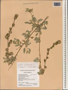 Halimione portulacoides (L.) Aellen, South Asia, South Asia (Asia outside ex-Soviet states and Mongolia) (ASIA) (Cyprus)