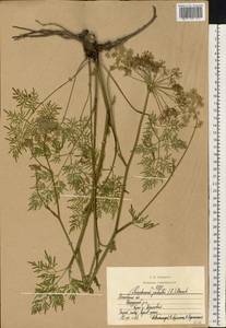 Thysselinum palustre (L.) Hoffm., Eastern Europe, Moscow region (E4a) (Russia)