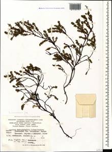 Empetrum nigrum subsp. caucasicum (Juz.) Kuvaev, Caucasus, Krasnodar Krai & Adygea (K1a) (Russia)