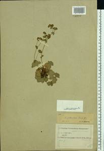 Alchemilla gibberulosa H. Lindb., Eastern Europe, Central region (E4) (Russia)