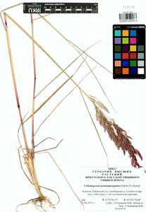 Calamagrostis pseudophragmites (Haller f.) Koeler, Siberia, Baikal & Transbaikal region (S4) (Russia)