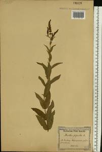 Mentha × piperita L., Eastern Europe, North Ukrainian region (E11) (Ukraine)