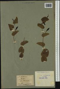 Aristolochia rotunda L., Western Europe (EUR) (France)