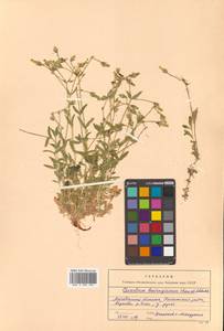 Cerastium furcatum Cham. & Schltdl., Siberia, Chukotka & Kamchatka (S7) (Russia)