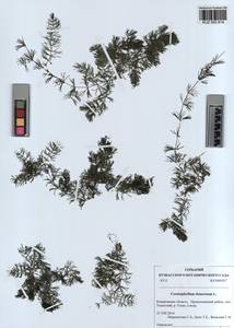 KUZ 003 814, Ceratophyllum demersum L., Siberia, Altai & Sayany Mountains (S2) (Russia)