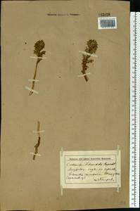 Orobanche alsatica subsp. libanotidis (Ruprecht) Pusch, Eastern Europe, Lower Volga region (E9) (Russia)