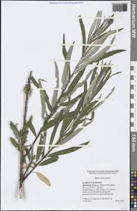 Salix viminalis L., Eastern Europe, Central forest-and-steppe region (E6) (Russia)