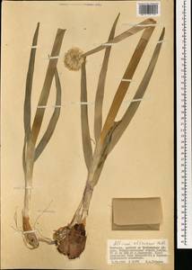 Allium altaicum Pall., Mongolia (MONG) (Mongolia)