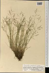 Puccinellia hauptiana (V.I.Krecz.) Kitag., Mongolia (MONG) (Mongolia)