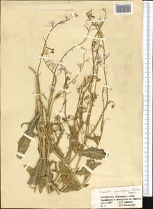 Malcolmia grandiflora (Bunge) Kuntze, Middle Asia, Pamir & Pamiro-Alai (M2) (Uzbekistan)