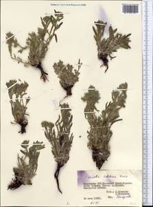 Arnebia guttata subsp. guttata, Middle Asia, Pamir & Pamiro-Alai (M2) (Tajikistan)
