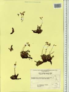 Saxifraga bronchialis subsp. bronchialis, Siberia, Chukotka & Kamchatka (S7) (Russia)