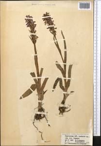 Dactylorhiza incarnata subsp. cilicica (Klinge) H.Sund., Middle Asia, Pamir & Pamiro-Alai (M2) (Kyrgyzstan)