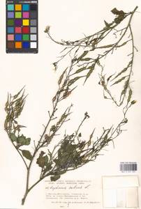 Raphanus sativus L., Eastern Europe, Moscow region (E4a) (Russia)