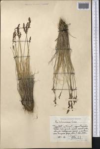Poa glauca subsp. glauca, Middle Asia, Pamir & Pamiro-Alai (M2) (Tajikistan)