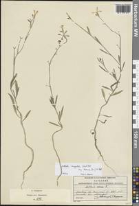 Matthiola longipetala subsp. bicornis (Sibth. & Sm.) P.W.Ball, Eastern Europe, Moscow region (E4a) (Russia)