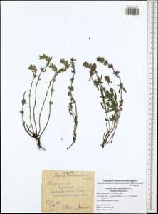 Thymus pannonicus All., Eastern Europe, Central region (E4) (Russia)