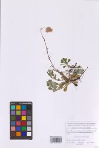 Antennaria dioica (L.) Gaertn., Eastern Europe, Moscow region (E4a) (Russia)