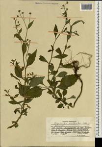 Myriactis wallichii Less., South Asia, South Asia (Asia outside ex-Soviet states and Mongolia) (ASIA) (Afghanistan)