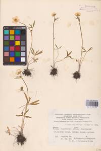 Ranunculus pedatus Waldst. & Kit., Eastern Europe, Lower Volga region (E9) (Russia)