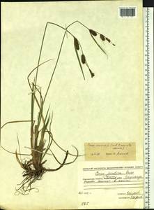 Carex vesicaria L., Siberia, Chukotka & Kamchatka (S7) (Russia)