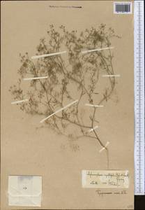 Psammogeton capillifolium (Regel & Schmalh.) Mousavi, Mozaff. & Zarre, Middle Asia, Western Tian Shan & Karatau (M3)