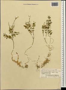 Cardamine bipinnata (C. A. Mey.) O. E. Schulz, Caucasus, Dagestan (K2) (Russia)